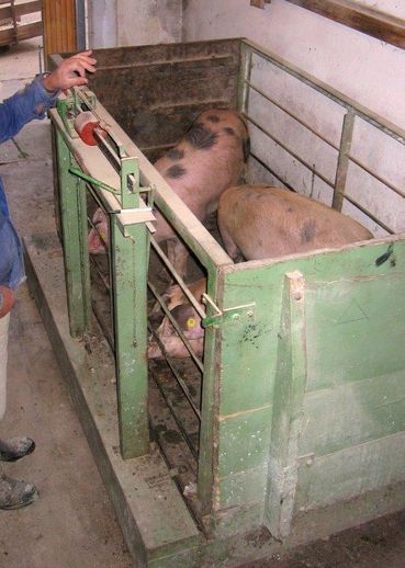 Über die richtige Sortierung der schlachtreifen Schweine kann man noch den ein oder anderen Euro mehr erlösen. © Helmuth Raser/LK Niederösterreich Über die richtige Sortierung der schlachtreifen Schweine kann man noch den ein oder anderen Euro mehr erlösen. © Helmuth Raser/LK Niederösterreich