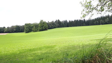 Berücksichtigung der Vorbewirtschaftung bei der Berechnung der Umstellungszeit (c) A. Herzog LKÖ.jpg © LKÖ_ A. Herzog Berücksichtigung der Vorbewirtschaftung bei der Berechnung der Umstellungszeit (c) A. Herzog LKÖ.jpg © LKÖ_ A. Herzog