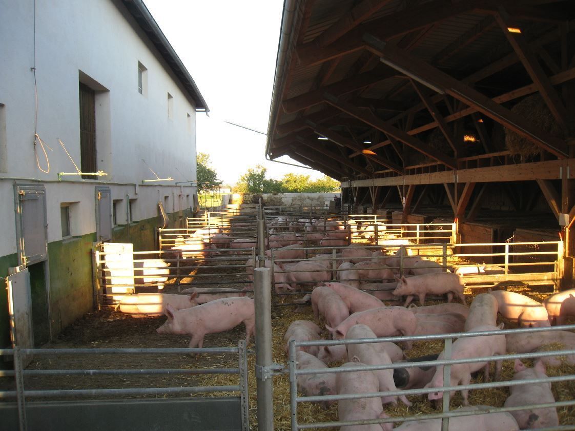 Auslauf_Schweine_Summenregelung.jpg © LK_OÖ Auslauf_Schweine_Summenregelung.jpg © LK_OÖ
