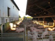 Auslauf_Schweine_Summenregelung.jpg © LK_OÖ Auslauf_Schweine_Summenregelung.jpg © LK_OÖ