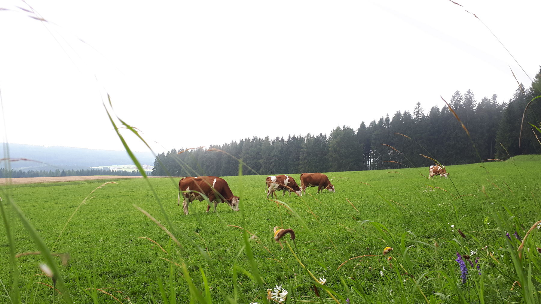 Weidehaltung Pflanzenfresser_ c A Herzog.jpg © A Herzog_LKÖ Weidehaltung Pflanzenfresser_ c A Herzog.jpg © A Herzog_LKÖ