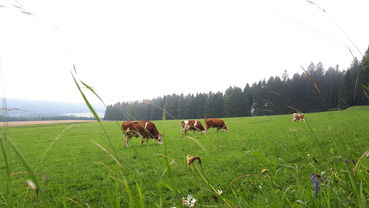 Weidehaltung Pflanzenfresser_ c A Herzog.jpg © A Herzog_LKÖ Weidehaltung Pflanzenfresser_ c A Herzog.jpg © A Herzog_LKÖ