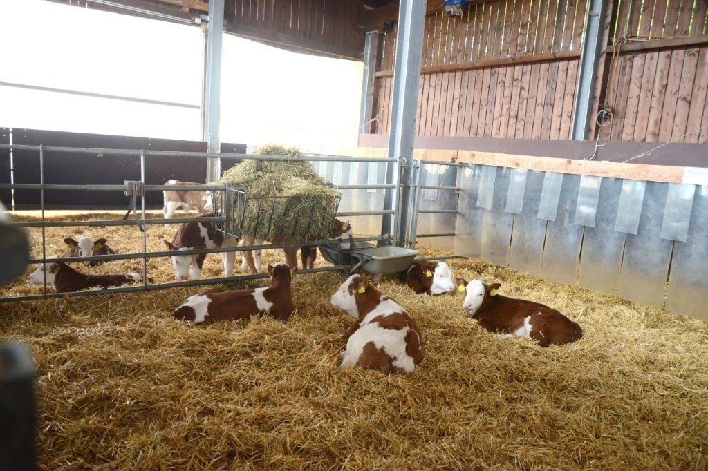 Was Kälber sich von ihrem Stall wünschen