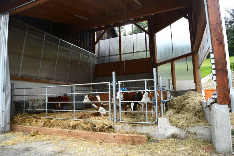 Was Kälber sich von ihrem Stall wünschen