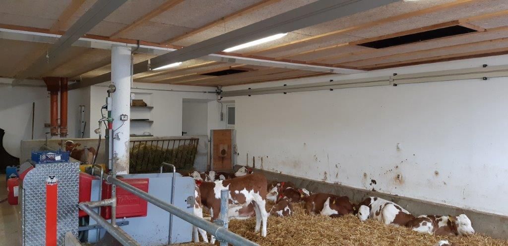 Was Kälber sich von ihrem Stall wünschen © Josef Rechberger/LK Niederösterreich Was Kälber sich von ihrem Stall wünschen © Josef Rechberger/LK Niederösterreich