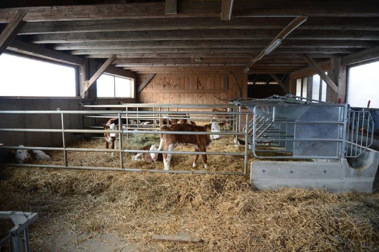 Was Kälber sich von ihrem Stall wünschen