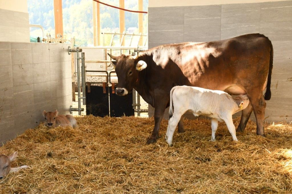 Was Kälber sich von ihrem Stall wünschen © Josef Rechberger/LK Niederösterreich Was Kälber sich von ihrem Stall wünschen © Josef Rechberger/LK Niederösterreich