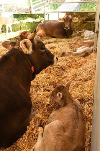 Was Kälber sich von ihrem Stall wünschen © Josef Rechberger/LK Niederösterreich Was Kälber sich von ihrem Stall wünschen © Josef Rechberger/LK Niederösterreich