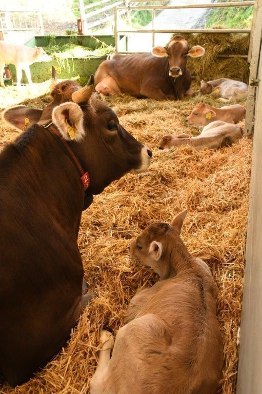 Was Kälber sich von ihrem Stall wünschen © Josef Rechberger/LK Niederösterreich Was Kälber sich von ihrem Stall wünschen © Josef Rechberger/LK Niederösterreich