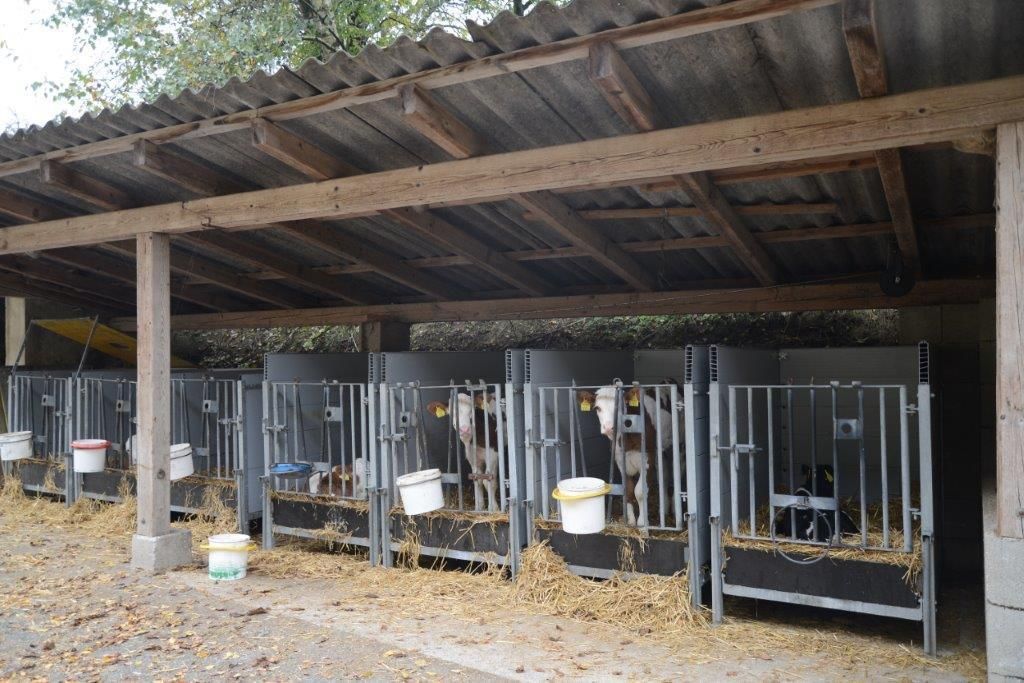 Was Kälber sich von ihrem Stall wünschen © Josef Rechberger/LK Niederösterreich Was Kälber sich von ihrem Stall wünschen © Josef Rechberger/LK Niederösterreich