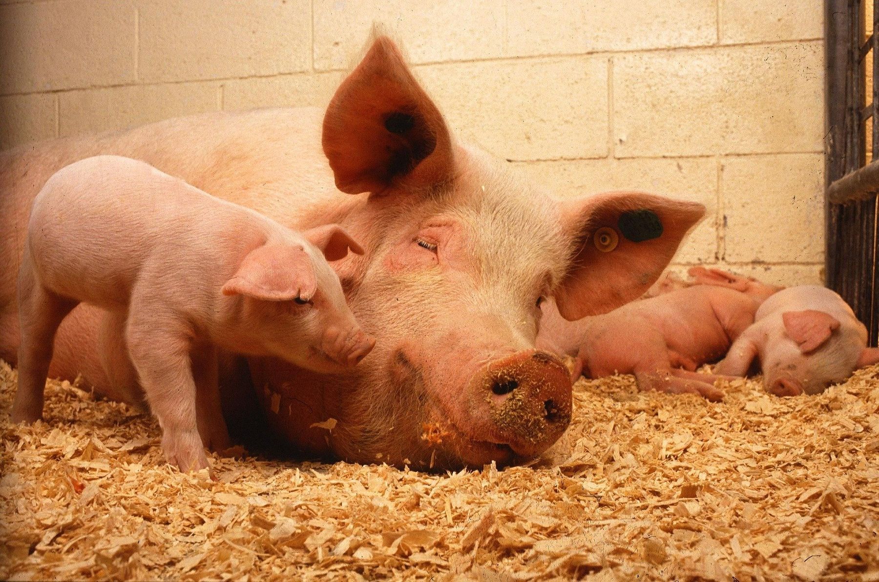 Änderungen betreffen vor allem die Bio-Schweinehaltung_C PublicDomainImages at Pixabay.jpg © PublicDomainImages_Pixabay Änderungen betreffen vor allem die Bio-Schweinehaltung_C PublicDomainImages at Pixabay.jpg © PublicDomainImages_Pixabay
