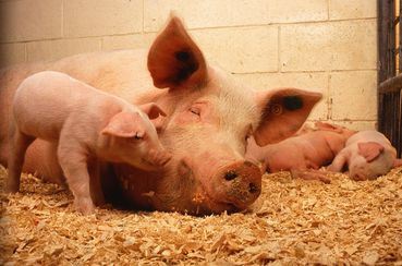 Änderungen betreffen vor allem die Bio-Schweinehaltung C PublicDomainImages at Pixabay.jpg