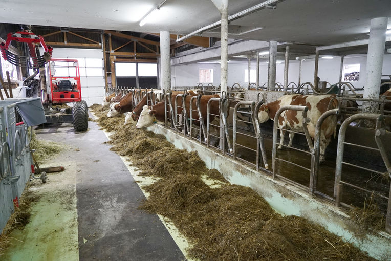Man merkt, dass es den Tieren taugt – Vorderoberlehen in Werfenweng.jpg © Kronreif Man merkt, dass es den Tieren taugt – Vorderoberlehen in Werfenweng.jpg © Kronreif