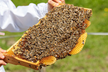 Bienen_04 (c) Spaellehof.jpg © Spaellehof Bienen_04 (c) Spaellehof.jpg © Spaellehof