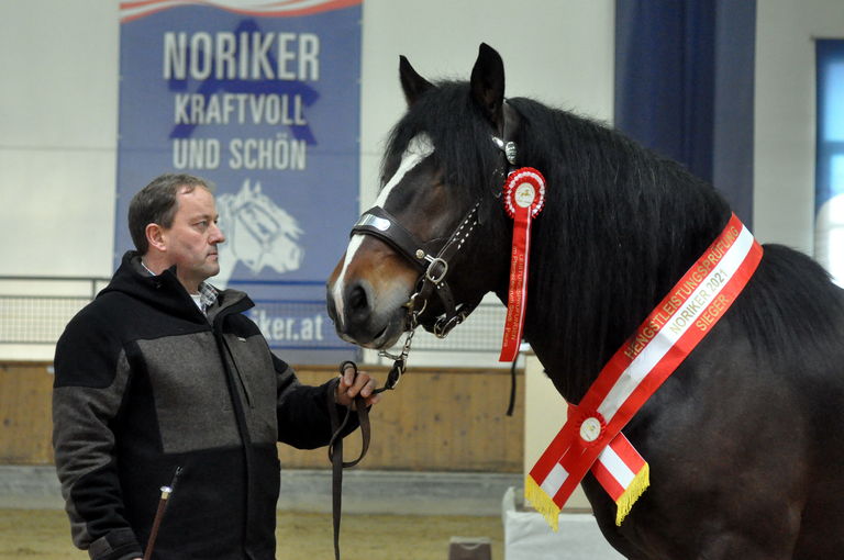 Norikerhengste: Weiße Fahne bei Leistungsprüfung.jpg