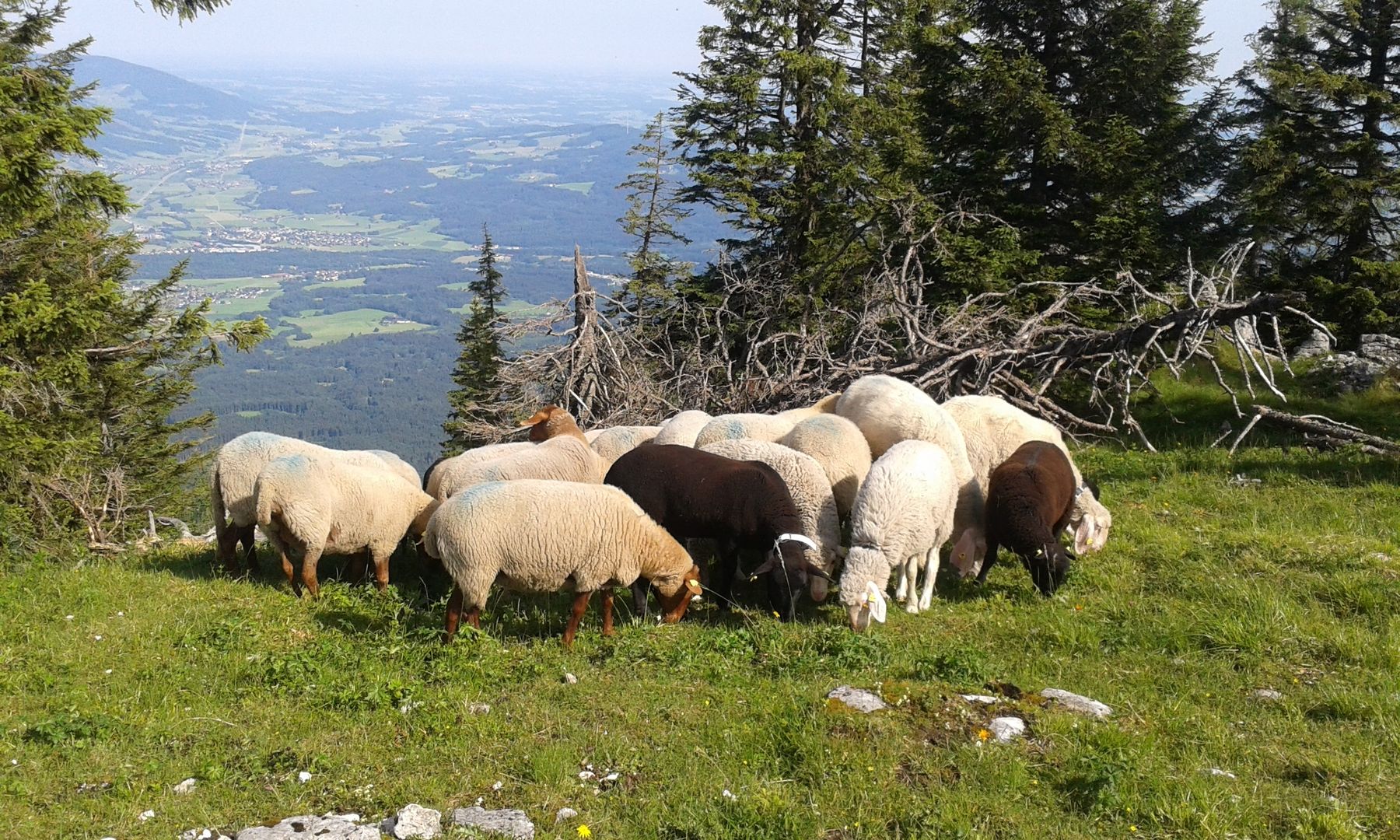 Helferlein auf der Alm gegen Erosion und Verbuschung.jpg © Rinnhofer