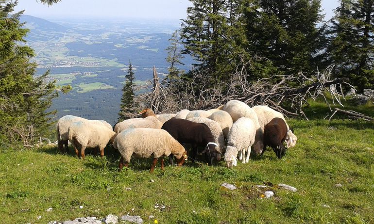 Helferlein auf der Alm gegen Erosion und Verbuschung.jpg © Rinnhofer Helferlein auf der Alm gegen Erosion und Verbuschung.jpg © Rinnhofer