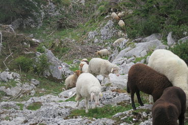 Helferlein auf der Alm gegen Erosion und Verbuschung.jpg © Rinnhofer Helferlein auf der Alm gegen Erosion und Verbuschung.jpg © Rinnhofer