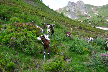 Helferlein auf der Alm gegen Erosion und Verbuschung.jpg