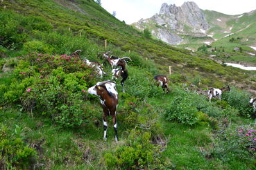 Helferlein auf der Alm gegen Erosion und Verbuschung.jpg © Rinnhofer Helferlein auf der Alm gegen Erosion und Verbuschung.jpg © Rinnhofer