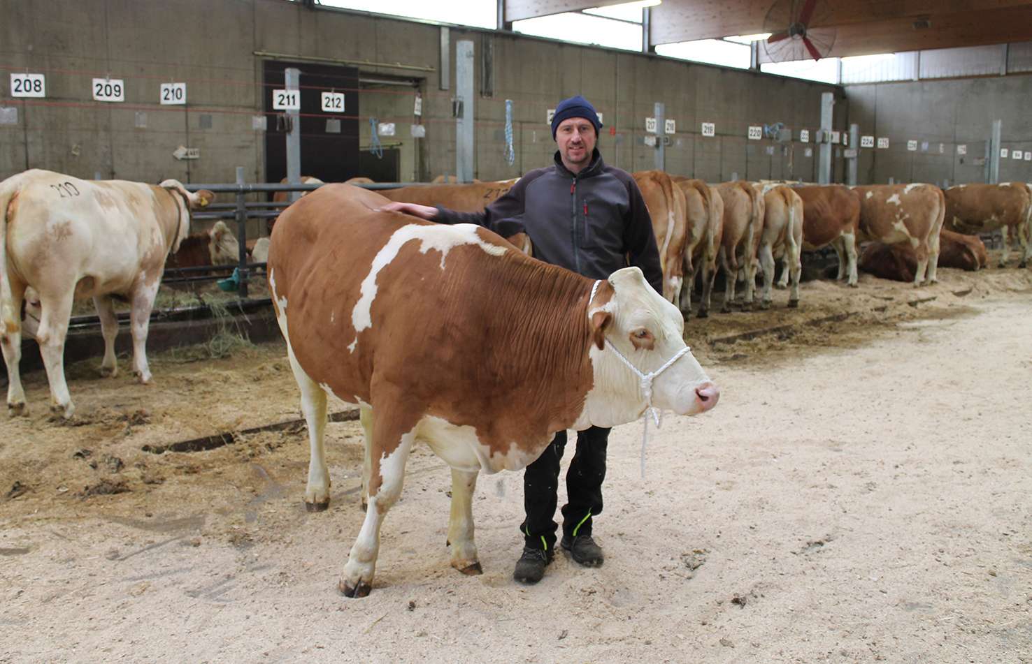 Zuchtrinderversteigerung  © RZO Freistadt/Jahn