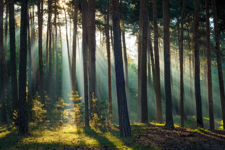 Wald und Steuern.jpg © stock.adobe.com/Kentauros