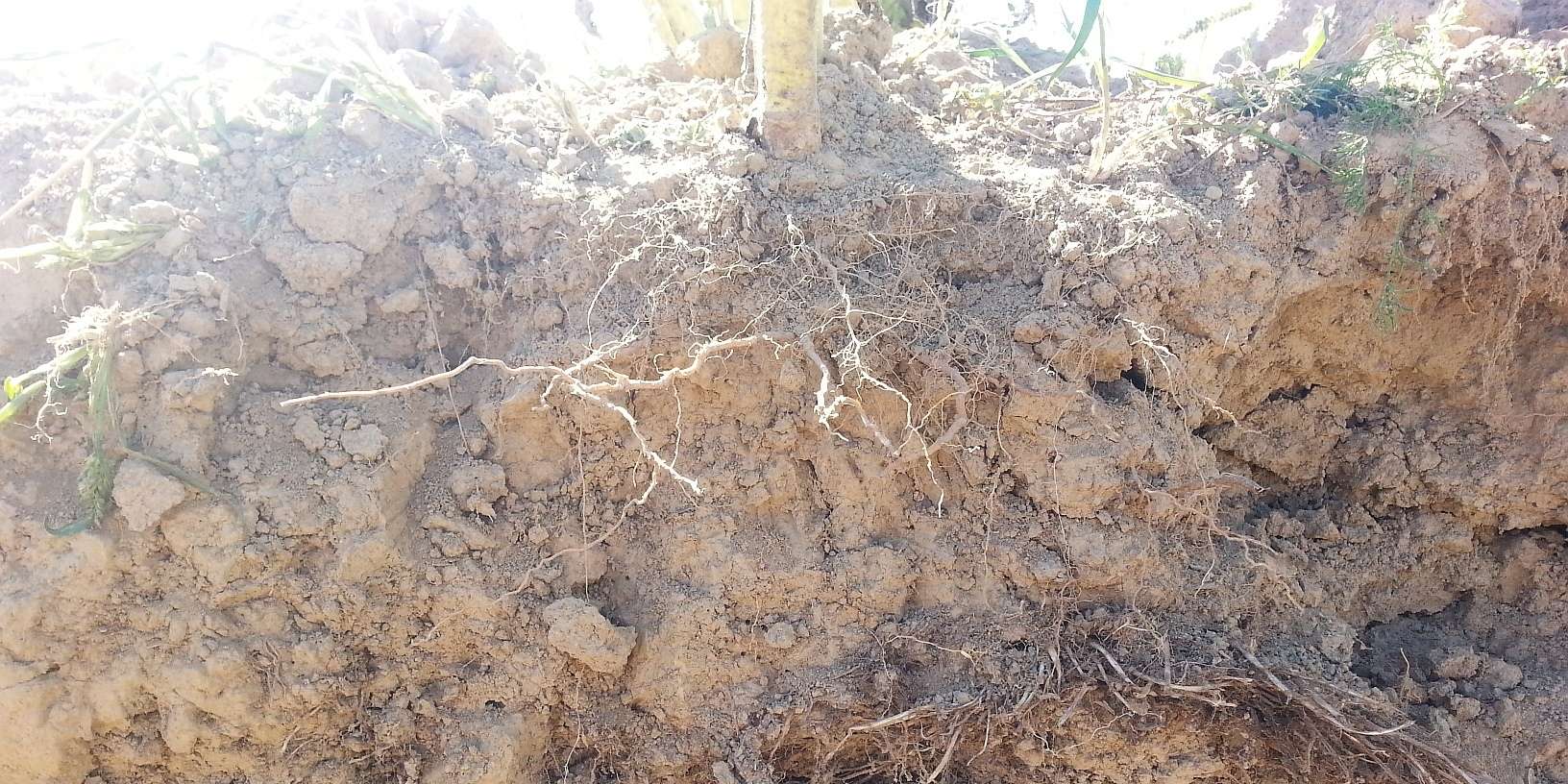 Zusammenhang Bodenleben - Humus.jpg © BWSB Zusammenhang Bodenleben - Humus.jpg © BWSB