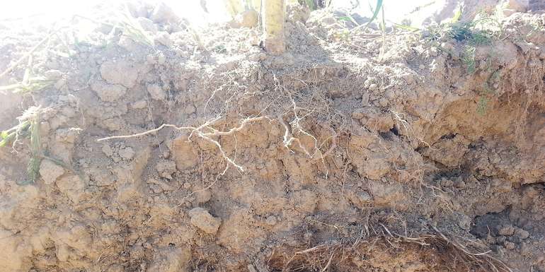Zusammenhang Bodenleben - Humus.jpg © BWSB Zusammenhang Bodenleben - Humus.jpg © BWSB