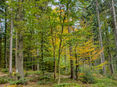 Mischwälder für mehr Biodiversität. © LK OÖ