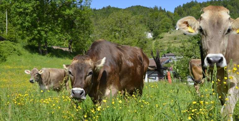 GAP 4 © LK Vbg. (Mittel).jpg © LK VBg. GAP 4 © LK Vbg. (Mittel).jpg © LK VBg.