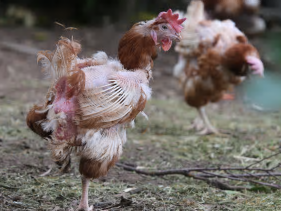 Huhn © Peter Rae Huhn © Peter Rae