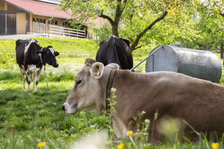 Kühe Weide © Michaela Kölle Kühe Weide © Michaela Kölle