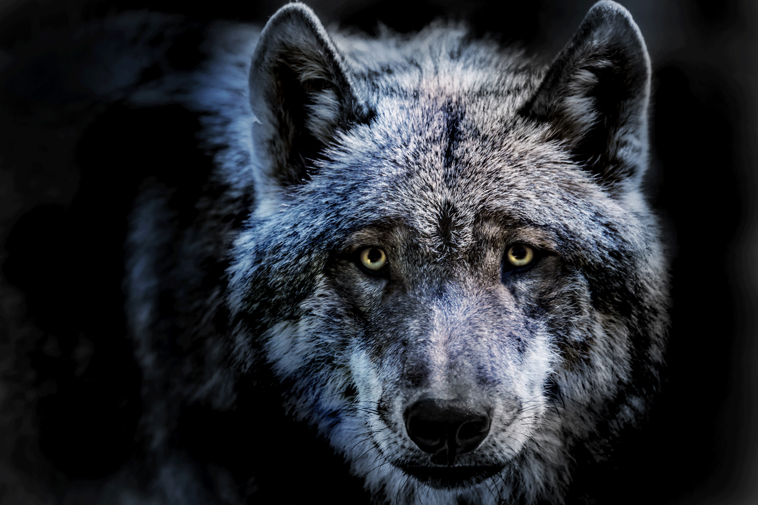 Wolf © Rainer Furhmann Adobe Stock Wolf © Rainer Furhmann Adobe Stock