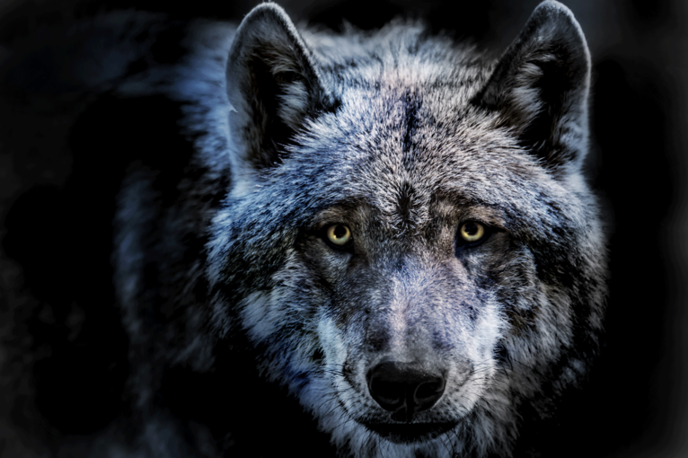 Wolf © Rainer Furhmann Adobe Stock Wolf © Rainer Furhmann Adobe Stock