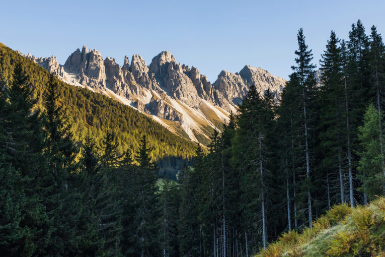 Wald Berge