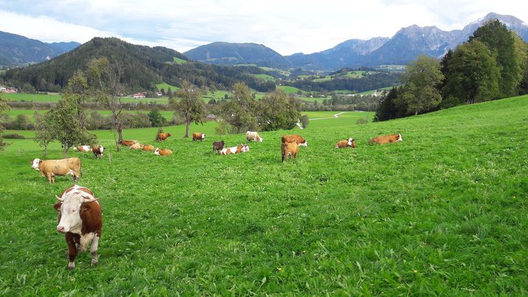 Weide Roßleithen LK OÖ Mandl.jpg Weide Roßleithen LK OÖ Mandl.jpg