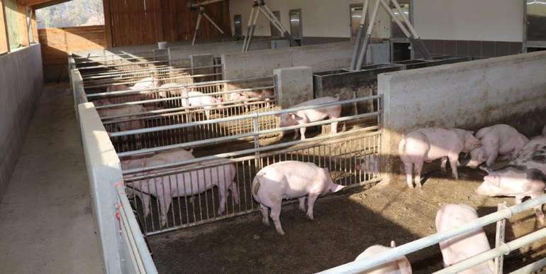 Die Schweinebranche möchte einen Strukturbruch weg von bäuerlichen Betrieben hin zu größeren Einheiten verhindern und deshalb die Weiterentwicklung der bäuerlichen Betriebe mit einem Anreizsystem vorantreiben, dazu zählen zum Beispiel der Tierwohlpakt, di Die Schweinebranche möchte einen Strukturbruch weg von bäuerlichen Betrieben hin zu größeren Einheiten verhindern und deshalb die Weiterentwicklung der bäuerlichen Betriebe mit einem Anreizsystem vorantreiben, dazu zählen zum Beispiel der Tierwohlpakt, di