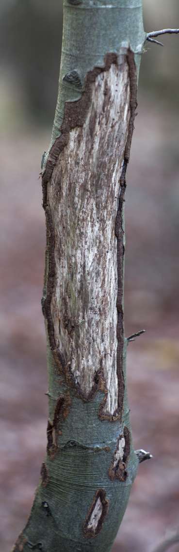 3_Wildschaden.jpg © LK Kärnten/Günther Kuneth 3_Wildschaden.jpg © LK Kärnten/Günther Kuneth