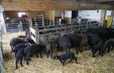 Eine Herde schwarzer Schafe ... – Bsuch in Bad Hofgastein.jpg