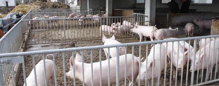 Schweineauslauf-min.jpg © LK Kärnten/Dominik Sima Schweineauslauf-min.jpg © LK Kärnten/Dominik Sima