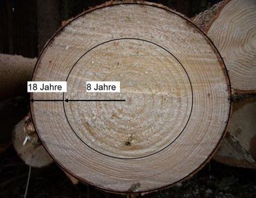 Durchforstung T1 Abbildung 2-min.jpg © LK Kärnten/Maximilian Kordasch Durchforstung T1 Abbildung 2-min.jpg © LK Kärnten/Maximilian Kordasch