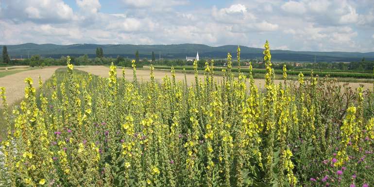 Biodiversität auf Ackerflächen 20200717 IMG 1473(c)Winkovitsch-LK Burgenland.jpg