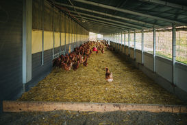 AMA Legehennen in einem Vogelsicheren Wintergarten.jpg AMA Legehennen in einem Vogelsicheren Wintergarten.jpg