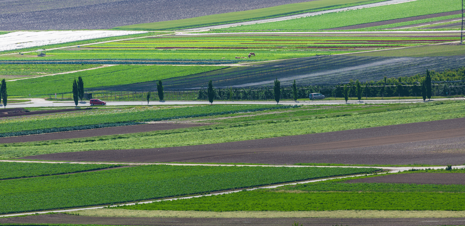 Gemüsefelder © Michaela Kölle Gemüsefelder © Michaela Kölle