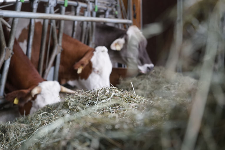 Erntequalität variiert: Die Mischung am Futtertisch macht‘s .jpg © Kronreif Erntequalität variiert: Die Mischung am Futtertisch macht‘s .jpg © Kronreif