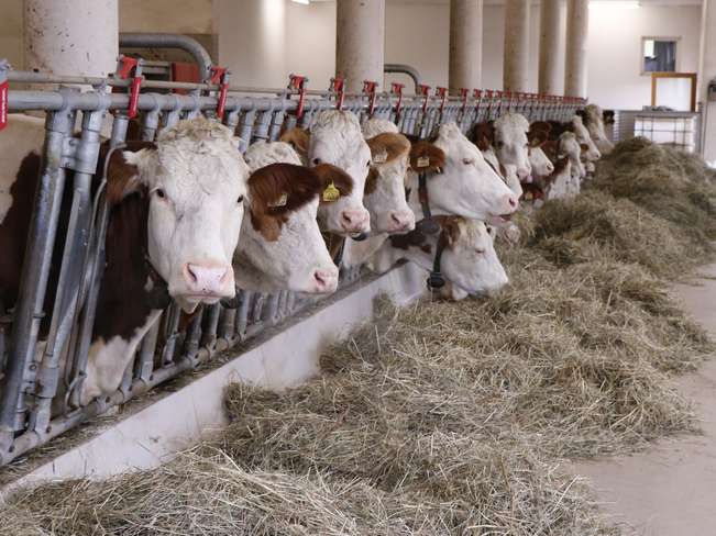 Hochwertiges Grundfutter schont die Geldbörse.jpg Hochwertiges Grundfutter schont die Geldbörse.jpg