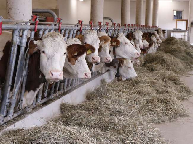 Hochwertiges Grundfutter schont die Geldbörse.jpg