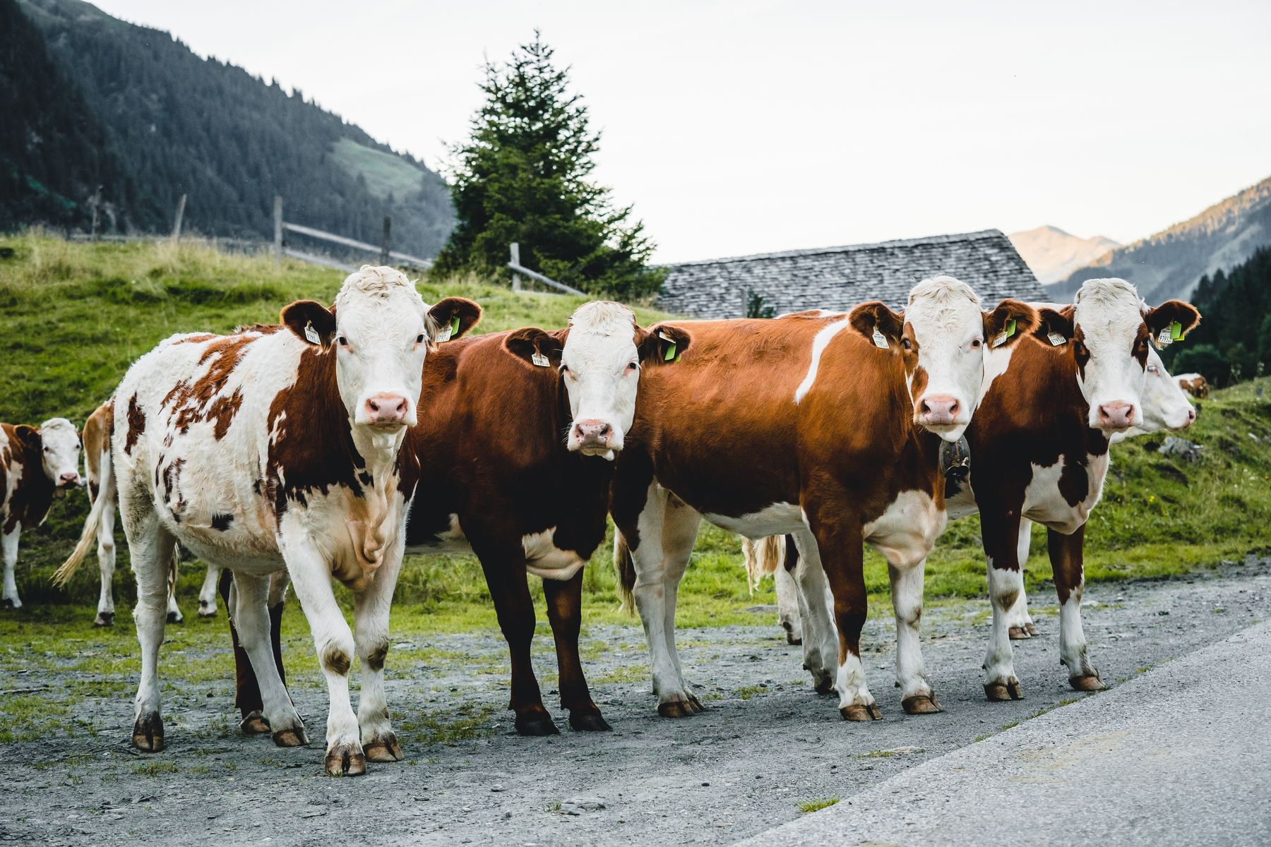 Kalbinnen- und Ochsenmäster in Salzburg gesucht.jpg © RZV Salzburg Kalbinnen- und Ochsenmäster in Salzburg gesucht.jpg © RZV Salzburg