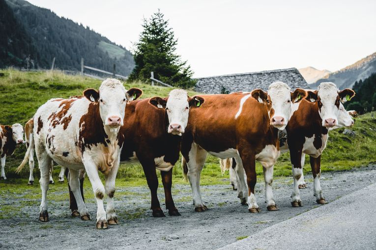 Kalbinnen- und Ochsenmäster in Salzburg gesucht.jpg