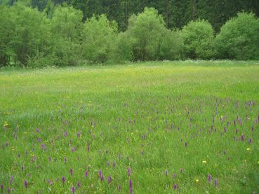 GLÖZ_9.jpg © Landwirtschaftskammer Oberösterreich/Thumfart